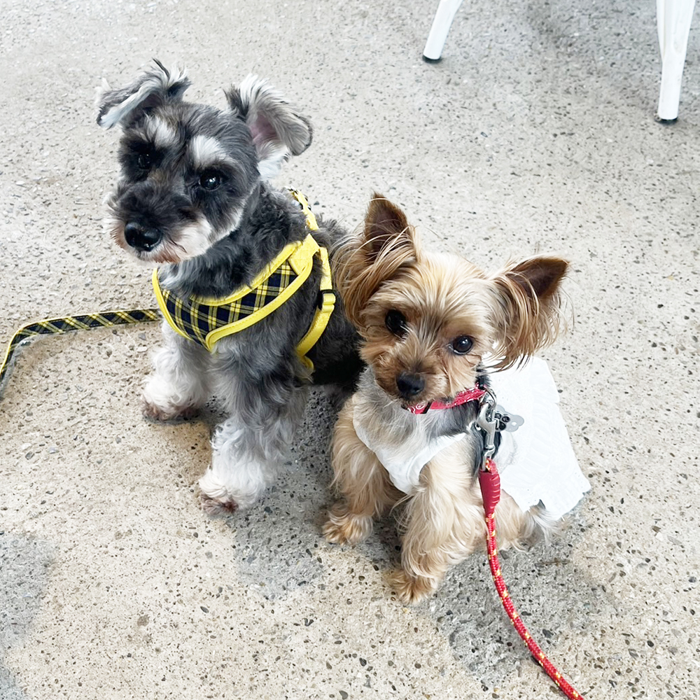 卒業犬のあんなちゃんとシェイクちゃん☆